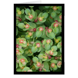 Pequena Flora Verde- Canção do Sol. 2:13 Cartão Sa