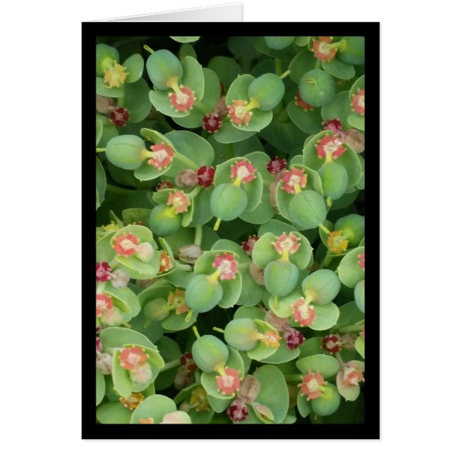 Pequena Flora Verde- Canção do Sol. 2:13 Cartão Sa (Frente)