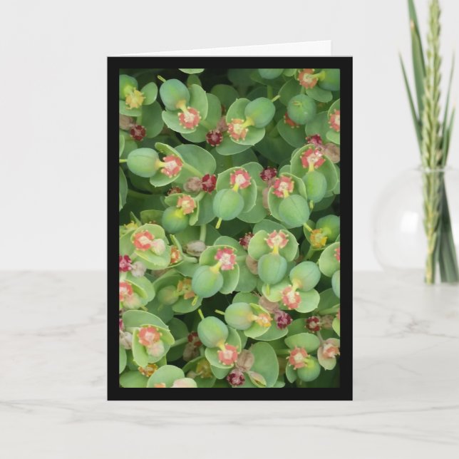 Pequena Flora Verde- Canção do Sol. 8:7 Cartão de  (Frente)