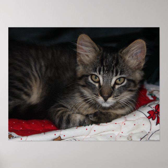 Pequena Poster de Natal Cozy Kitten (Frente)