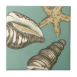 Pequena Shell Trio no Teal<br><div class="desc">Megan Meagher é conhecida por suas simples peças de arte. Essa imagem captura a simplicidade do tesouro da costa,  de conchas e de estrelas-do-mar. Meagher engloba um fundo teal em sua imagem para contrastar esses tesouros. Obtenha este impressão de arte hoje no seu produto Zazzle hoje mesmo.</div>