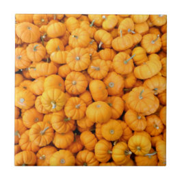 Pequenas Abóboras Laranja da Colheita de Outono