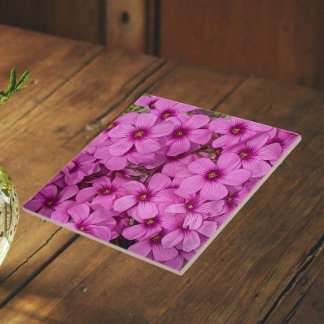 Pequenas Flores de Oxalis Rosa Floral