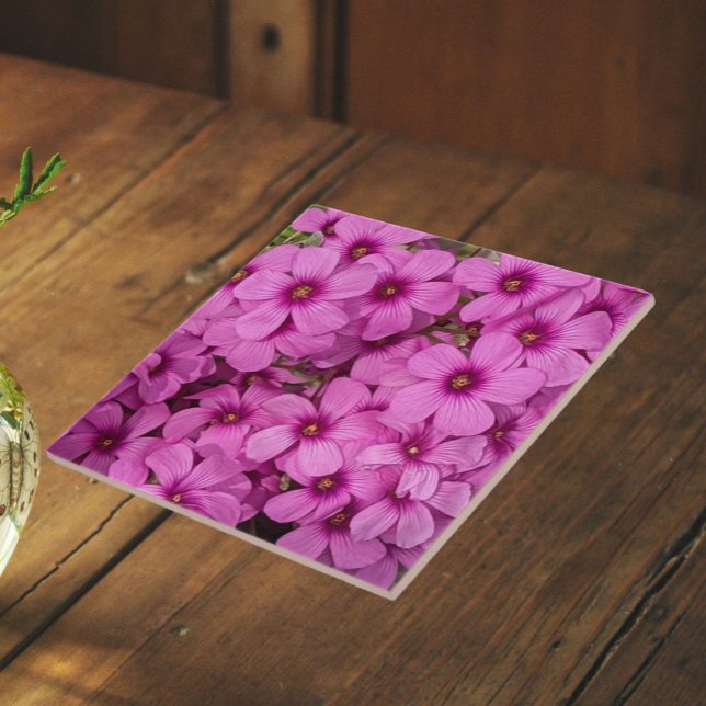 Pequenas Flores de Oxalis Rosa Floral (In Situ)