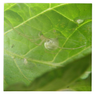 Pequeno Azulejo de Aranha