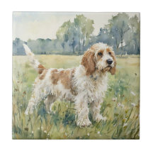 Pequeno Basset Griffon Vandeen - PBGV