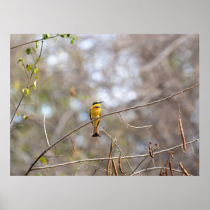 "Pequeno Bee comedor no Branch" - Poster de pássar