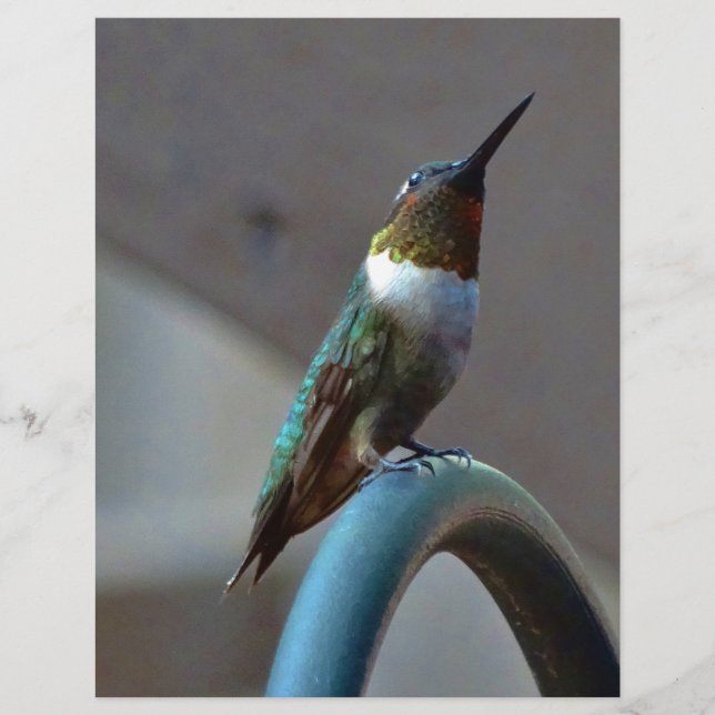 Pequeno beija-flor (Frente)