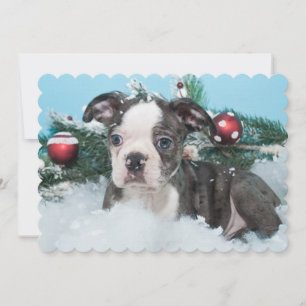 Pequeno Cãozinho Bonito Deitado Na Neve