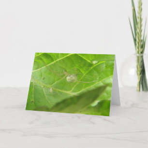 Pequeno Cartão de Saudação de Aranha