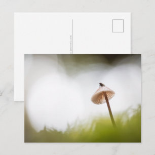 Pequeno cartão postal de foto da natureza de cogum