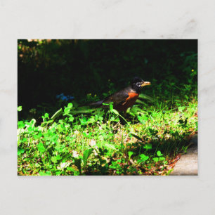 Pequeno cartão postal do Robin