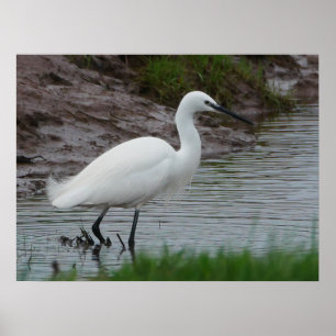 Pequeno Egret Poster