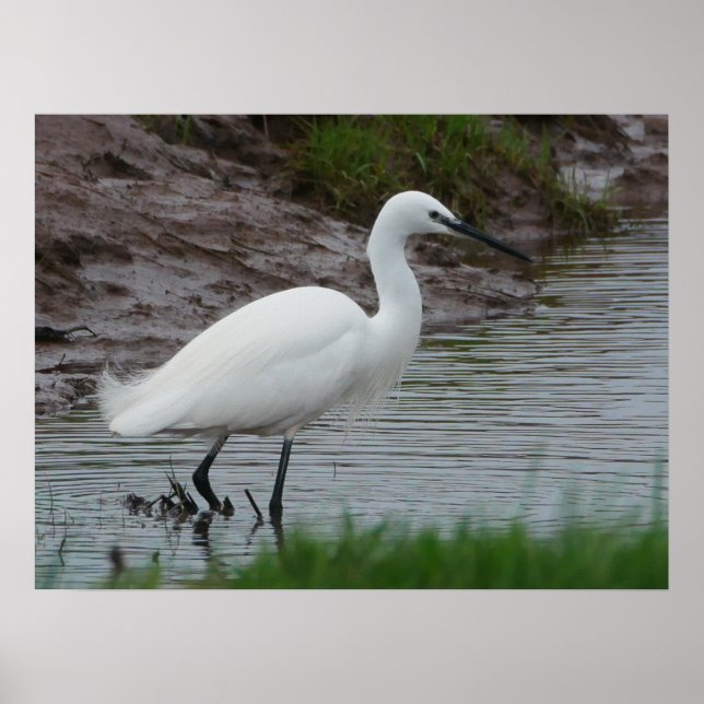 Pequeno Egret Poster (Frente)
