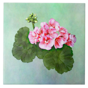 Pequeno Gerânio Rosa