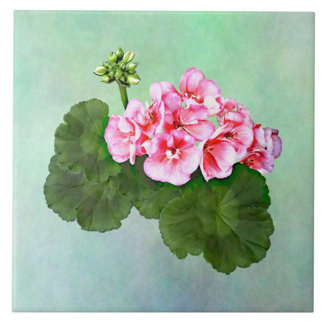 Pequeno Gerânio Rosa (Frente)