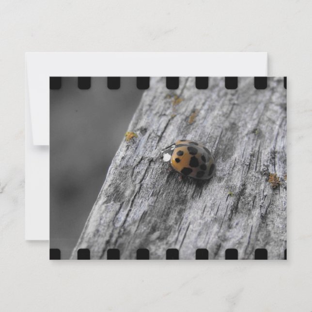 Pequeno Inseto (Frente)