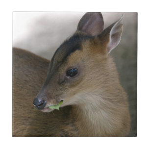 Pequeno Muntjac