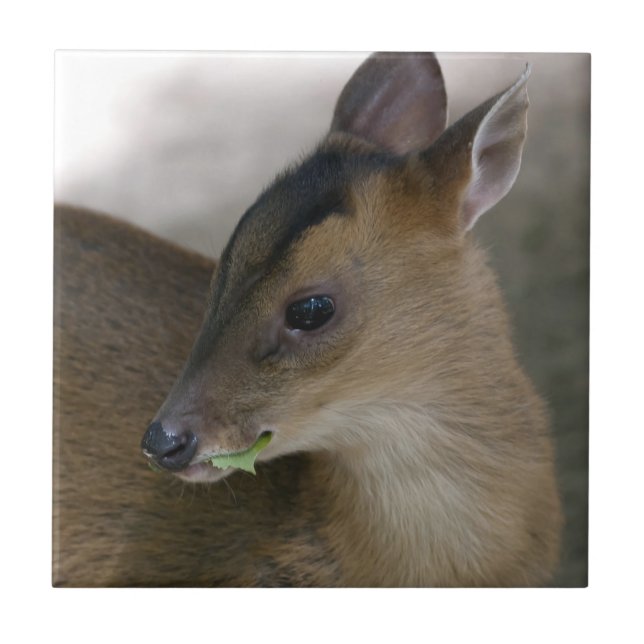 Pequeno Muntjac (Frente)