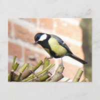Pequeno Pássaro no Topo Fechar Cartão Postal