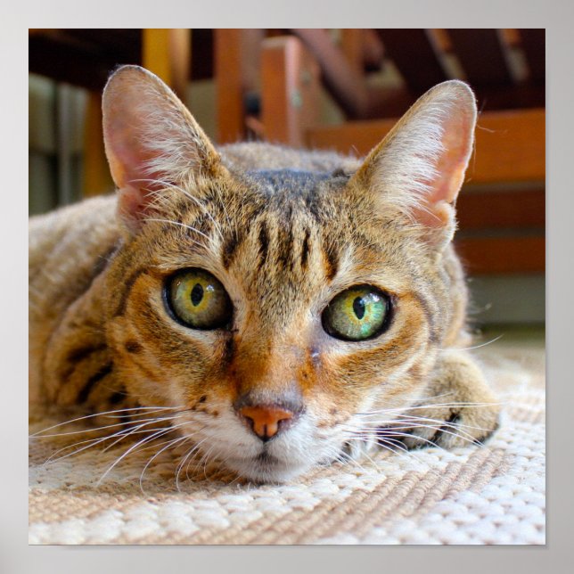 Pequeno poster de Fecho de Gato Fresco (Frente)