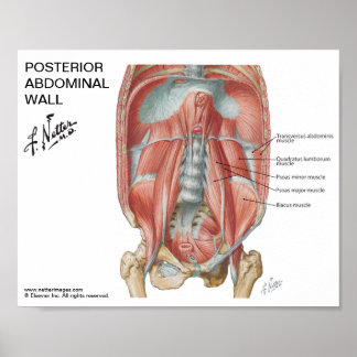 Pequeno poster - Parede Abdominal Posterior do Net