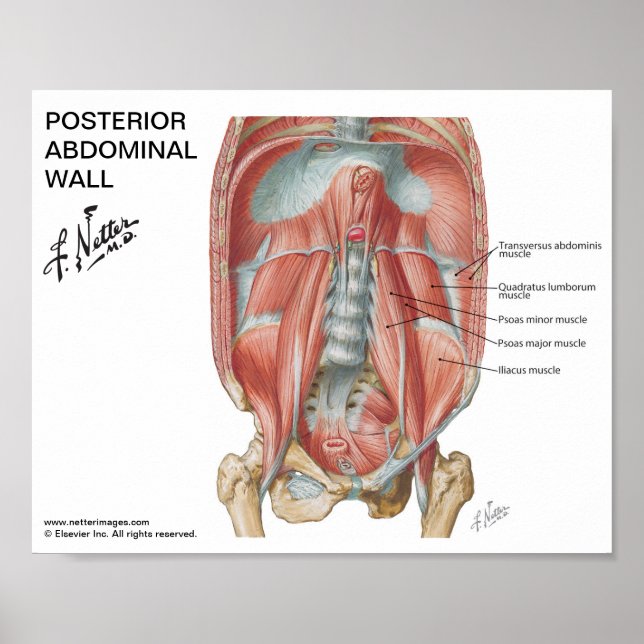Pequeno poster - Parede Abdominal Posterior do Net (Frente)