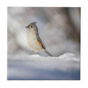 Pequeno Titmouse Tufado na Neve