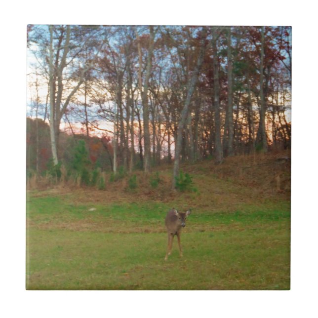 Pequeno Veado e Sol Rosa (Frente)