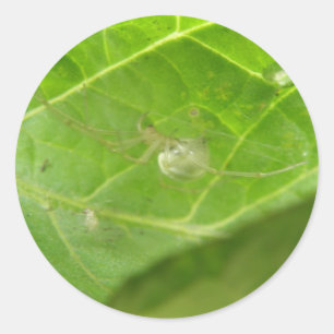 Pequenos adesivos de aranha