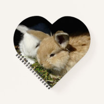 Pequenos coelhos fofos bonitos