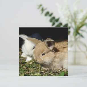 Pequenos coelhos fofos bonitos
