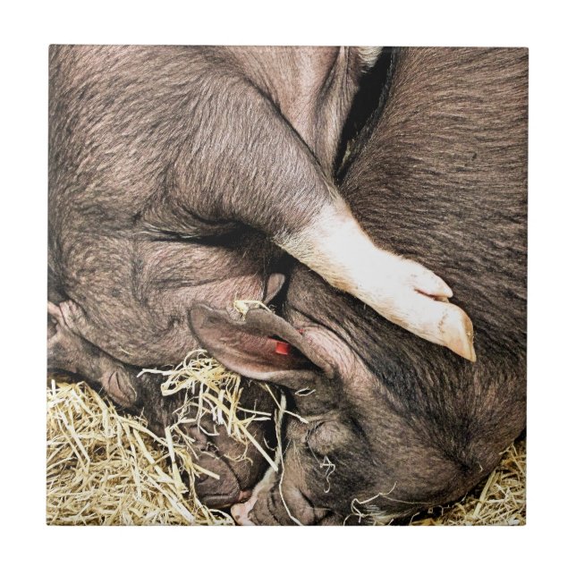 PEQUENOS SUÍNOS CUTOS (Frente)