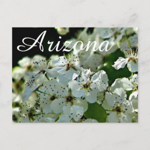 Pera Sangrenta, cartão postal de Arizona