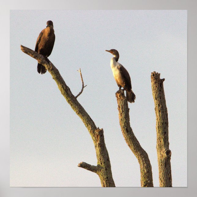 Perching Birds Poster (Frente)