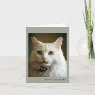 Perda de Cartão de condolências de Gato