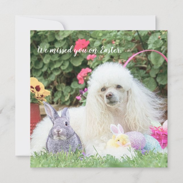 Perder você no cartão plano do cão poodle da Pásco (Frente)