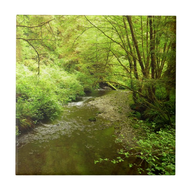 Perdido Homem Creek I no Parque Nacional de Redwoo (Frente)
