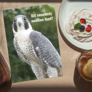 Peregrine Falcon Foto Engraçada Cartão de Aniversá