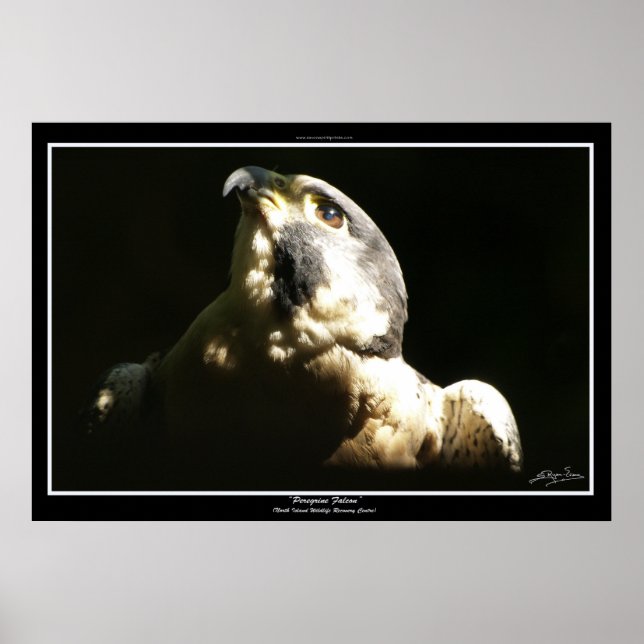 PEREGRINE FALCON I ~ Photo Print or Poster (Frente)