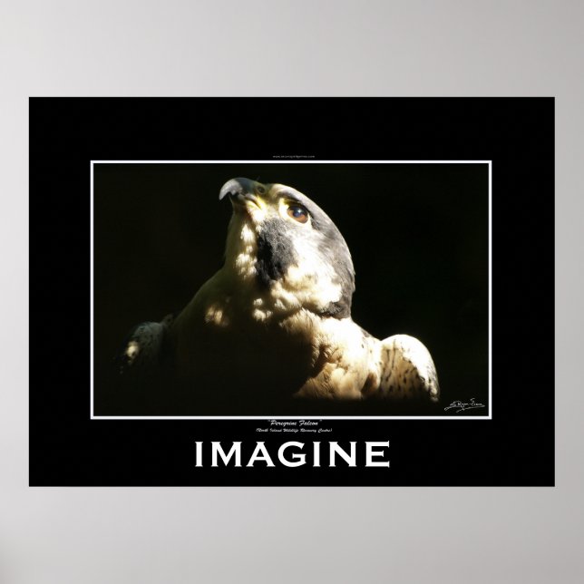 PEREGRINE FALCON Imagine Poster motivacional (Frente)