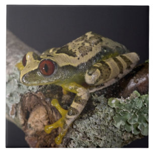 Perereca-de-olho-vermelho-africana, Leptopelis