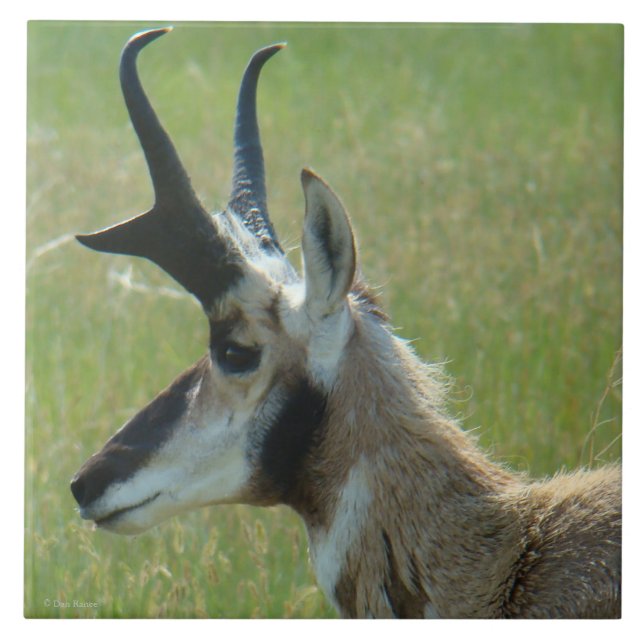 Perfil da Cabeça do Grande Antílope Bighorn A47 (Frente)