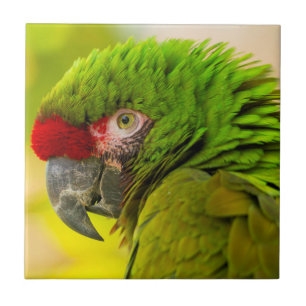 Perfil de arara no Zoológico de Santa Bárbara
