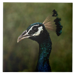 Perfil de Peacock