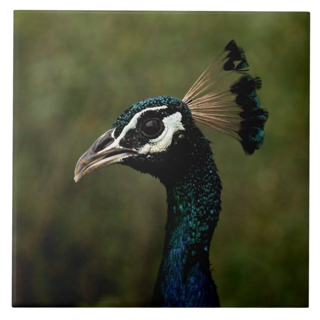Perfil de Peacock (Frente)