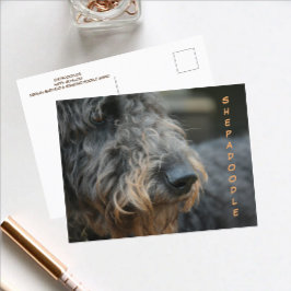 Perfil de Shepadoodle Closeup Cartão Postal Fotogr