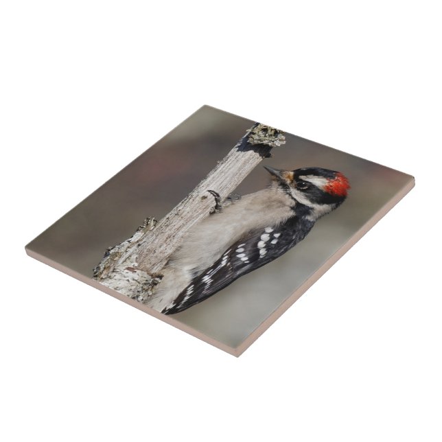 Perfil de um Pica-Pau Male Downy (Lateral)