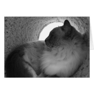 Perfil do gato de Ragdoll - Noir, cartão