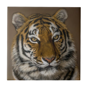 Perfil do Tiger